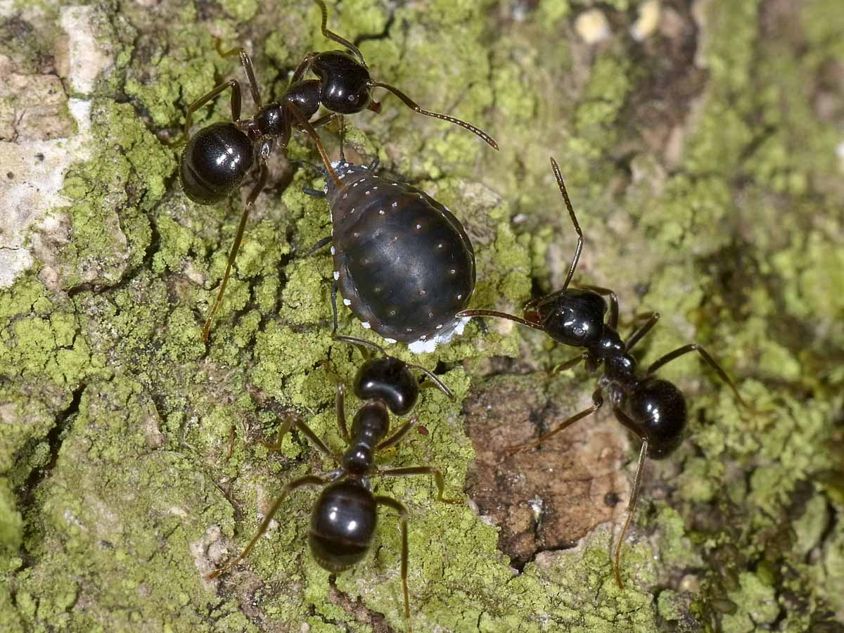 Tetraneura cfr nigriabdominalis